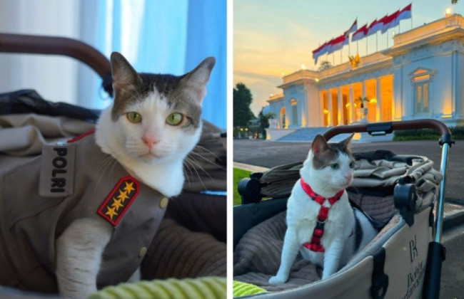 От бродячего до первого питомца в стране — кот президента Индонезии получил охрану и доступ к госуслугам