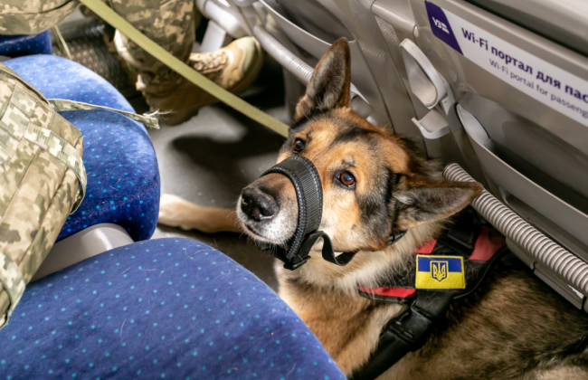 В Украине изменили правила перевозки животных в поездах: что разрешено