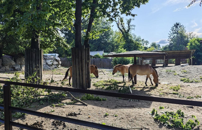 В Киеве из-за непогоды пострадал зоопарк – фото