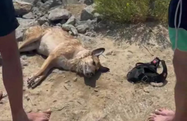 Под Одессой мужчина пытался утопить собаку в море