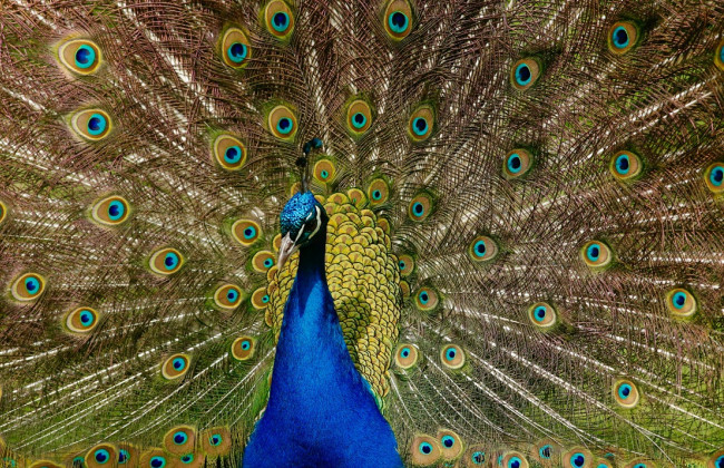 В США исчезли десятки павлинов из гостиницы — цена каждой птицы стартует от тысячи долларов, теперь их ищет полиция