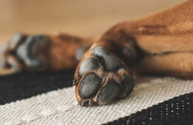 Мужчина, подозреваемый в жестоком убийстве собаки, может оказаться за решеткой