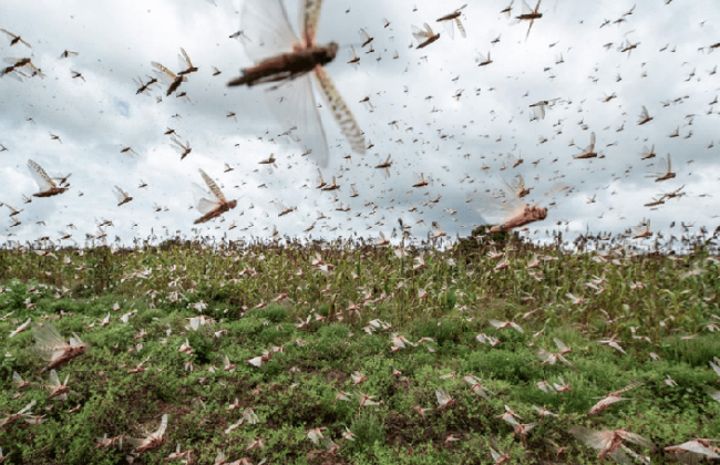 Угроза саранчи с юга – аграриям советуют не медлить с мониторингом посевов