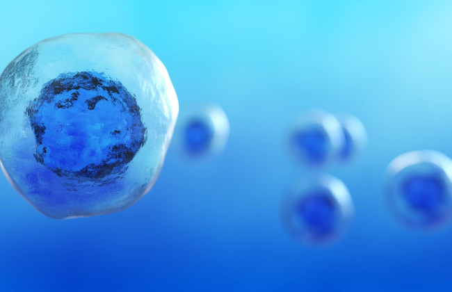 Япония разрешила создание человеческих эмбрионов из стволовых клеток