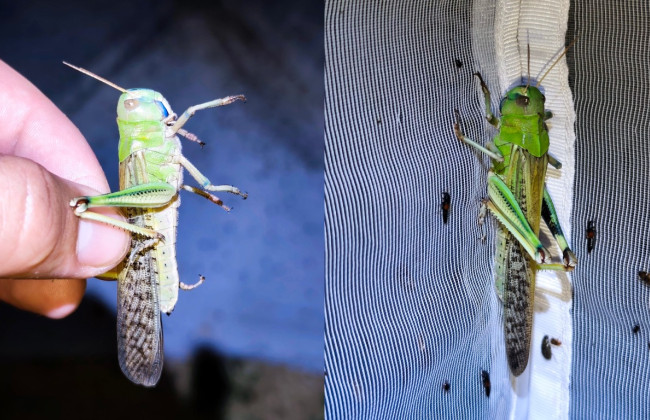Нашествие саранчи в Украине — эксперты объяснили, стоит ли паниковать и как с ней бороться