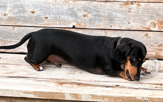 У США пес потрапив до Книги рекордів Гіннеса, відкривши 11 пластикових пляшок за хвилину — відео