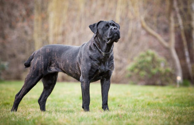 В Киеве собака бойцовской породы напала на женщину в сквере — полиция начала расследование