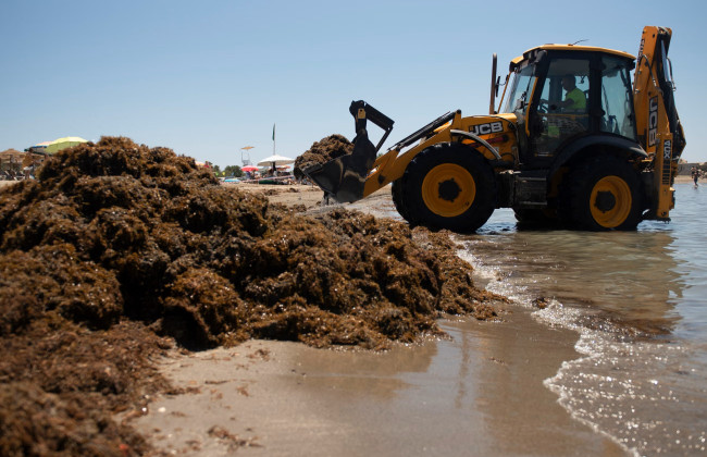 Тысячи тонн водорослей атакуют пляжи Испании — экологи бьют тревогу