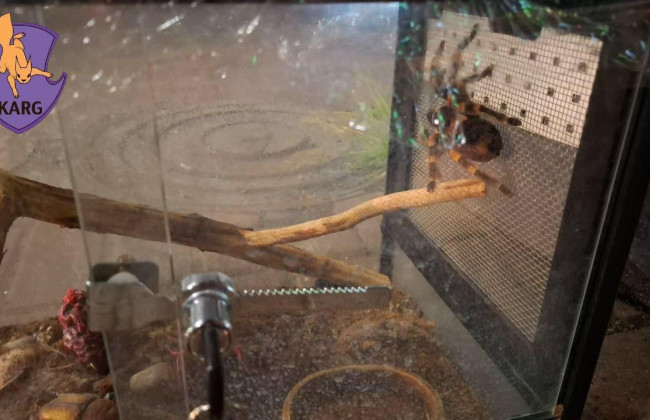 В Киеве на Печерске выбросили на мусорник экзотического паука — фото