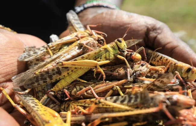 Нашествие саранчи в Запорожье: город выделил полмиллиона на борьбу