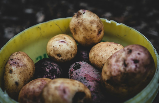 Ученые сделали неожиданное открытие — картофель эволюционировал от предка томата