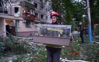 В Киеве из-под завалов после обстрела достали живых кошек, собаку, попугаев и кролика – фото