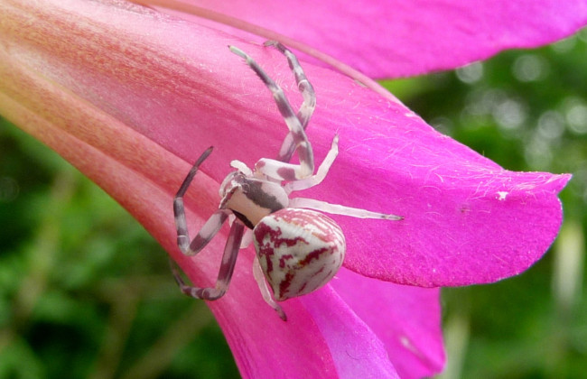 В Україні вперше помітили хамелеонів серед павуків