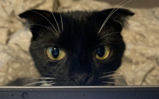 Как делить домашних животных при разводе в Украине: как действует закон и что учитывают суды