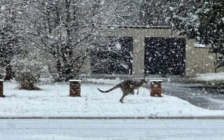 В Австралии выпал снег – кенгуру прыгают по сугробам, сотни авто застряли на дорогах