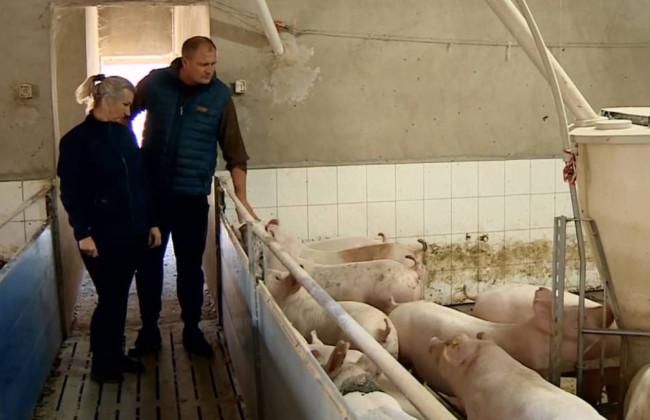 В Польше фермера оштрафовали на 25 тысяч евро за вонь из свинарника: за него заступился министр