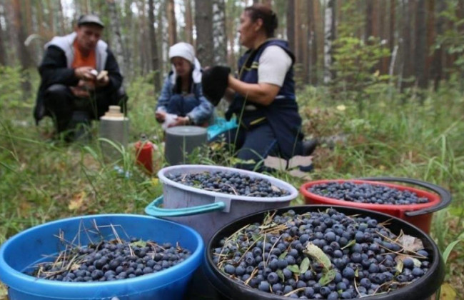 Як отримати дозвіл на збирання грибів і ягід у лісі і коли він не потрібен – відповідь юристів