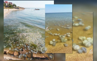 В Азовському морі екологічна загроза: через дії РФ узбережжя заполонили медузи