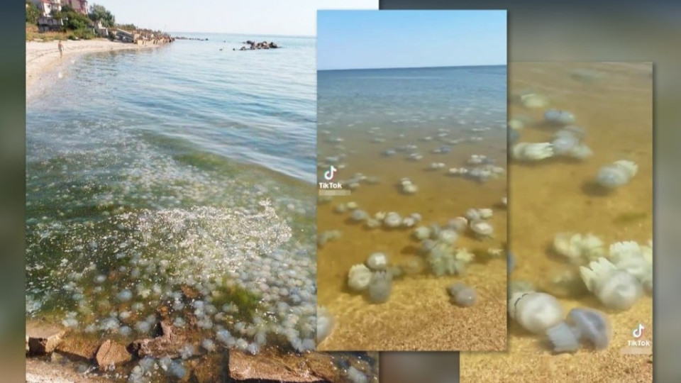 В Азовському морі екологічна загроза: через дії РФ узбережжя заполонили медузи