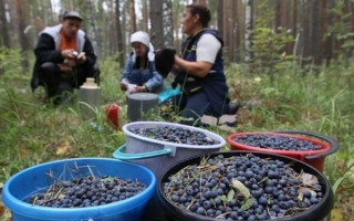Как получить разрешение на сбор грибов и ягод в лесу и когда оно не нужно — ответ юристов
