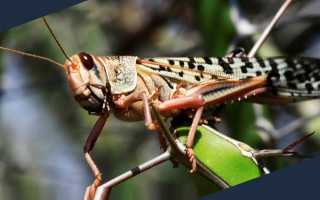 На Прикарпатье создали контакт-центр из-за угрозы распространения саранчи