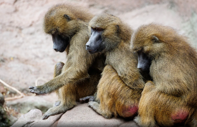 В немецком зоопарке убили 12 бабуинов из-за нехватки свободного места и использовали как корм для хищников