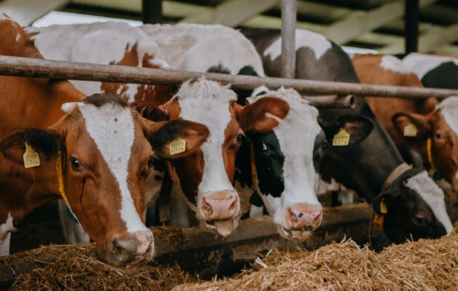 Правительство обновило правила поддержки животноводства