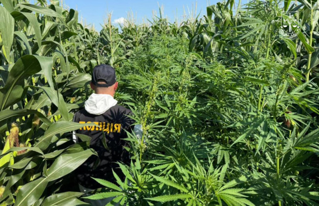 «Джентельмени» Гая Річі по-українськи: правоохоронці провели спецоперацію з викриття наркобізнесу