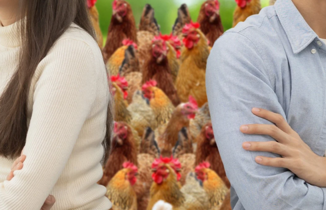 В Китае судья посоветовал супругам, которые делят 29 кур, съесть «лишнюю» вместе