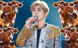 У Китаї — скандал через квитки на концерт, які давали в обмін на «опіку» над телятами