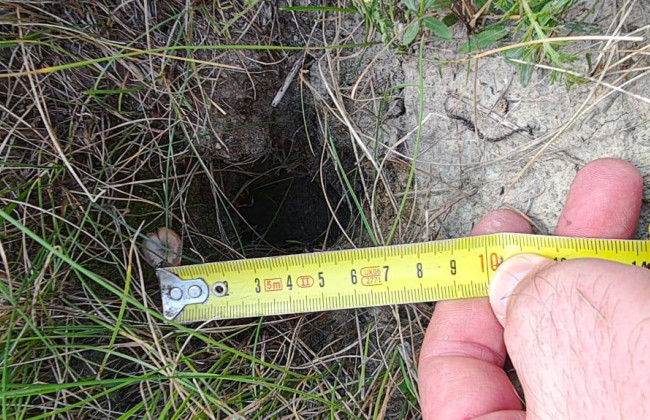 Во Львовской области впервые зафиксировали суслика-пеструшку из Красной книги