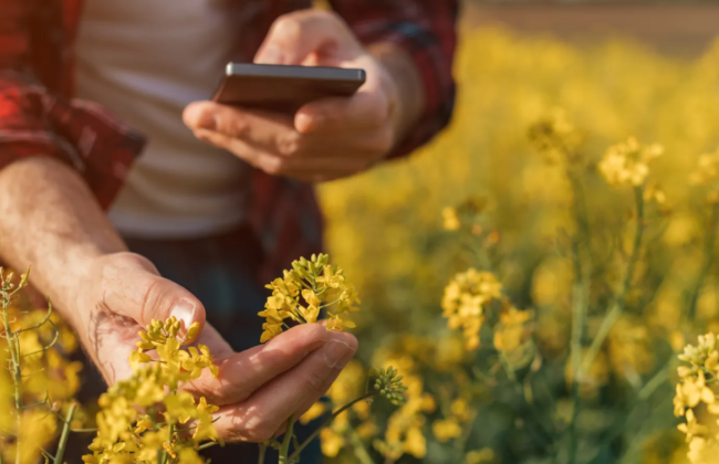 Может ли глава фермерского хозяйства работать по совместительству полный рабочий день — разъяснение