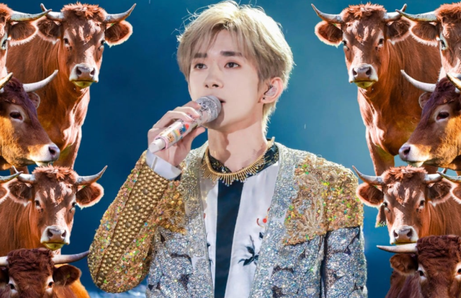 В Китае — скандал из-за билетов на концерт, которые давали в обмен на «опеку» над телятами