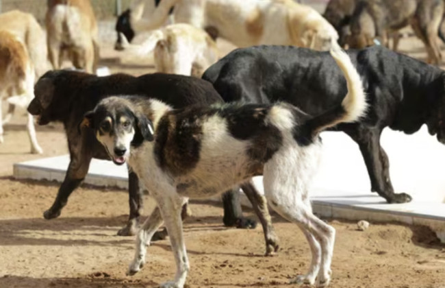 Верховный суд Индии обязал власти Дели переместить всех бездомных собак в приюты