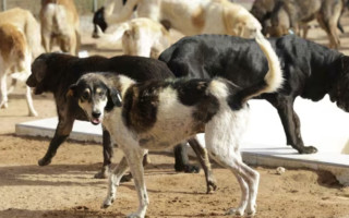 Верховный суд Индии обязал власти Дели переместить всех бездомных собак в приюты