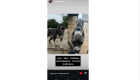 Киевляне требуют проверить кинологический центр Dogland by Loktionov из-за подозрений в издевательствах над собаками