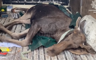 В Деснянском районе Киева нашли обессиленного лося, лежавшего на обочине: видео