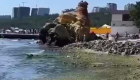 В Одессе массово «зацвело» море: зафиксировано превышение вредных веществ в воде, видео