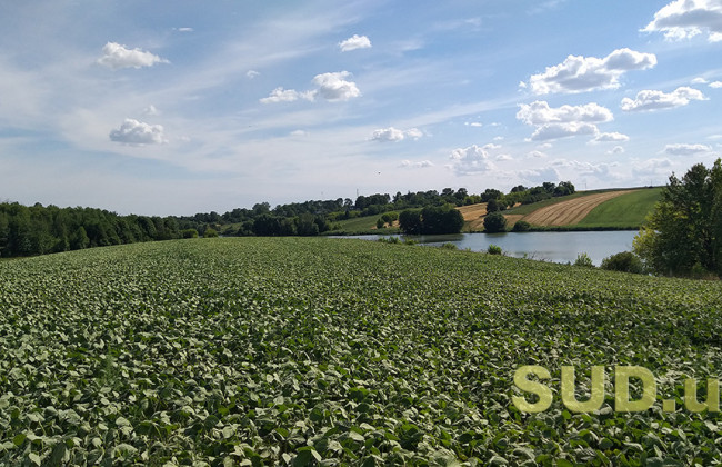 Земельная афера на 12 миллионов гривен — в Киевской области разоблачили депутатку и ее сообщников