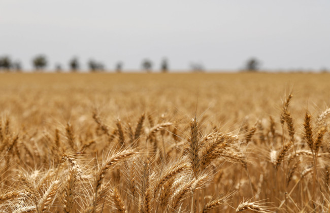 В Хмельницкой области почти 50 тонн пшеницы передадут государству — почему так произошло