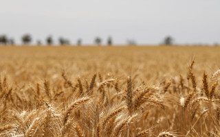 В Хмельницкой области почти 50 тонн пшеницы передадут государству — почему так произошло