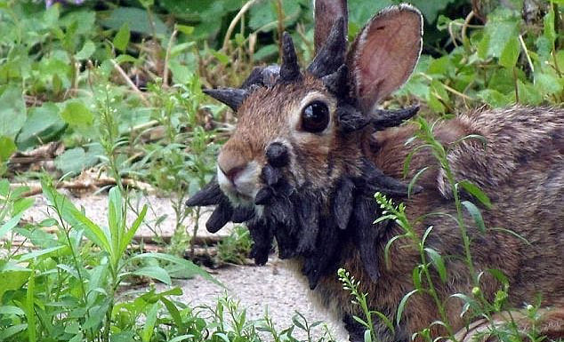 В США появились рогатые кролики – чудо природы или опасный вирус