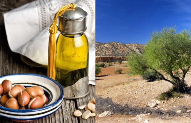 «Жидкое золото», которое исчезает: как спрос на аргановое масло угрожает марокканским лесам