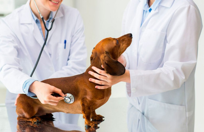 В Украине заработала первая госуслуга с поддержкой искусственного интеллекта