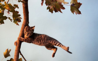 В області та Києві оголосили штормове попередження: гроза, град і сильний вітер