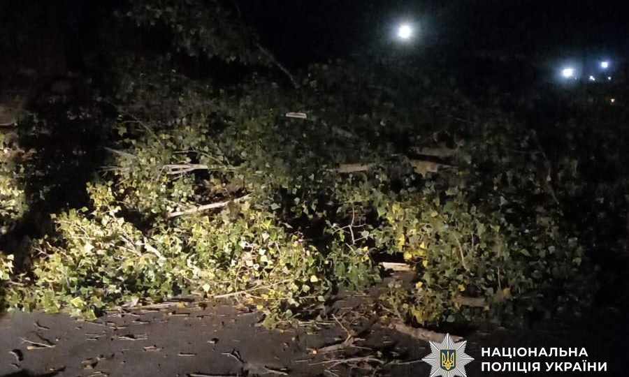 У Полтаві дерево впало на авто: жінку та дитину забрали в лікарню