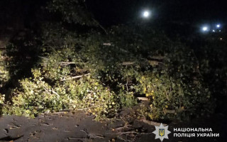 У Полтаві дерево впало на авто: жінку та дитину забрали в лікарню