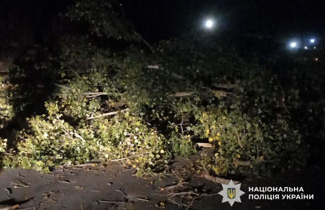 В Полтаве дерево упало на авто: женщину и ребенка забрали в больницу