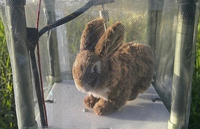 Во Флориде испытывают роботизированных кроликов для борьбы с инвазивными питонами