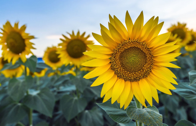 29 августа Украина чтит День памяти защитников, которые погибли в борьбе за независимость